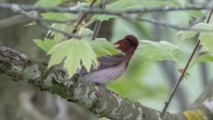 Common Rosefinch