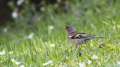Common Chaffinch