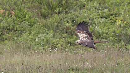 Western Marsh Harrier