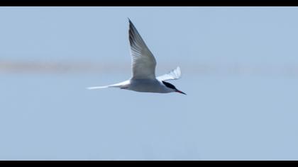 Common Tern