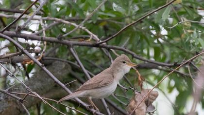 Eastern Olivaceous Warbler