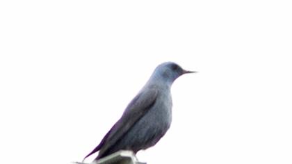Blue Rock Thrush