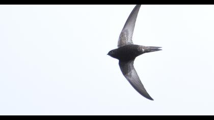 Pallid Swift