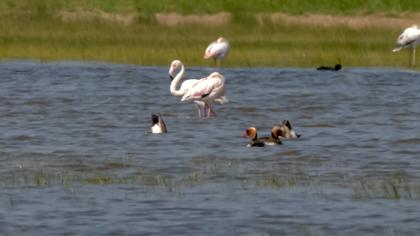 Red-crested Pochard
