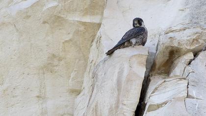 Peregrine Falcon
