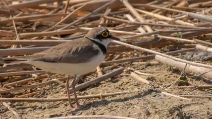 Little Ringed Plover