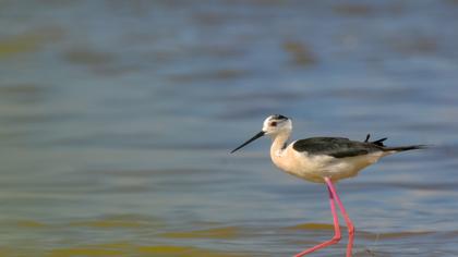 Black-winged Stilt