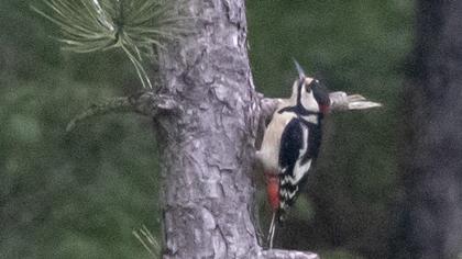 Great Spotted Woodpecker