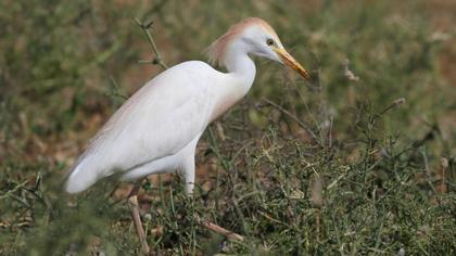 Western Cattle Egret