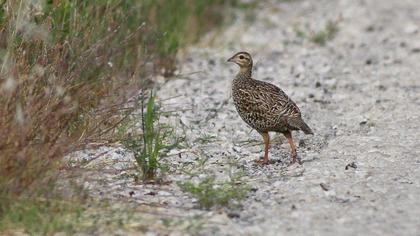 Black Francolin