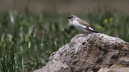 White-winged Snowfinch