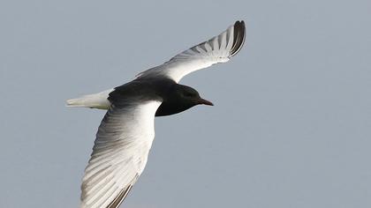 White-winged Tern