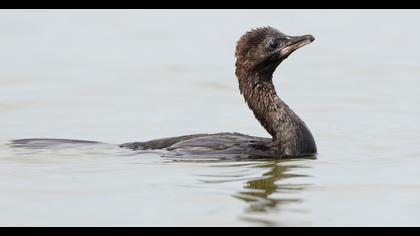 Pygmy Cormorant