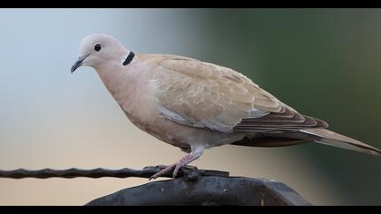 Eurasian Collared Dove