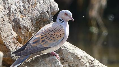 European Turtle Dove