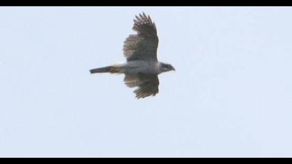 Northern Goshawk
