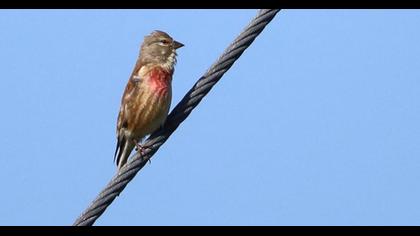 Common Linnet