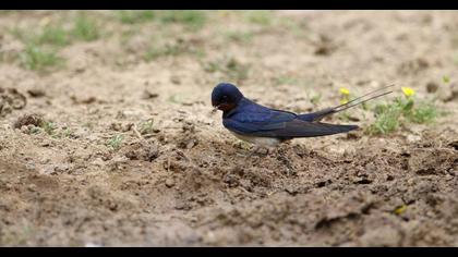 Barn Swallow