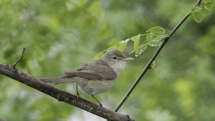 Eastern Olivaceous Warbler