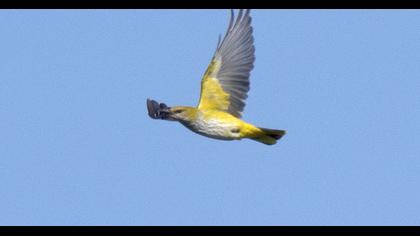 Eurasian Golden Oriole