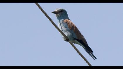 European Roller