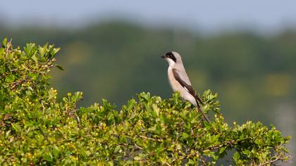 Karaalınlı örümcekkuşu