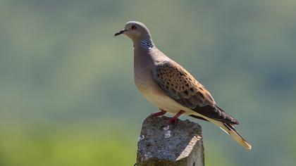 European Turtle Dove