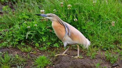 Squacco Heron