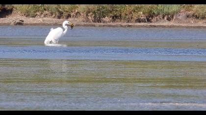 Great Egret