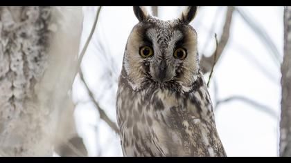 Long-eared Owl