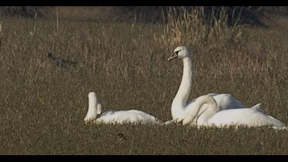 Mute Swan