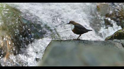 White-throated Dipper