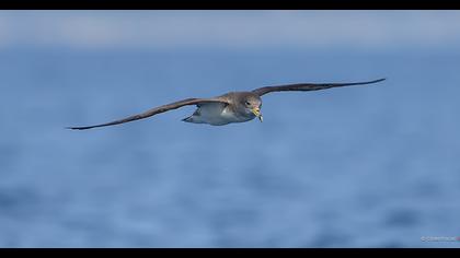 Scopoli`s Shearwater