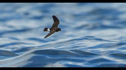 European Storm Petrel