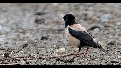 Rosy Starling