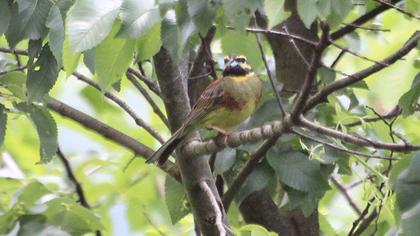 Cirl Bunting
