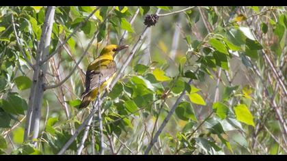 Eurasian Golden Oriole