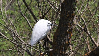 Little Egret