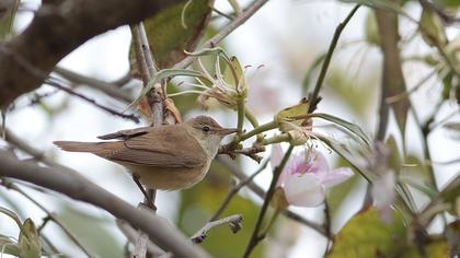 Marsh Warbler