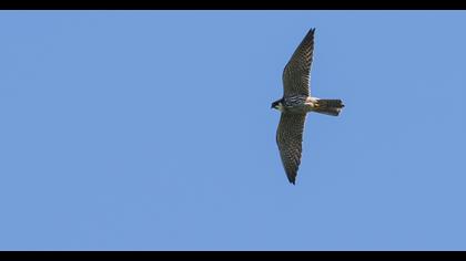 Eurasian Hobby