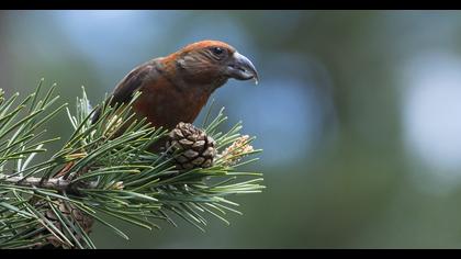 Red Crossbill