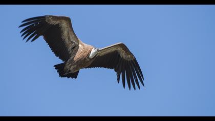 Griffon Vulture
