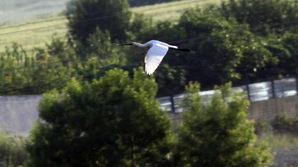 Eurasian Spoonbill