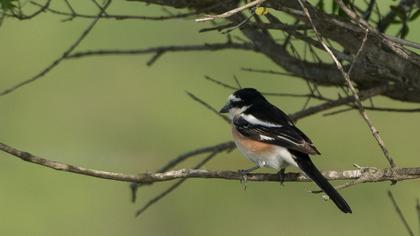 Masked Shrike