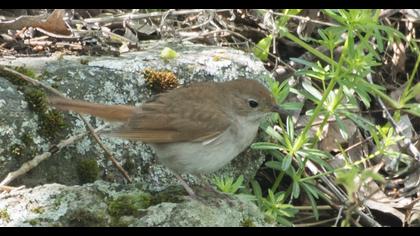 Thrush Nightingale