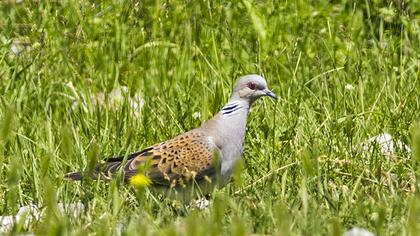 European Turtle Dove