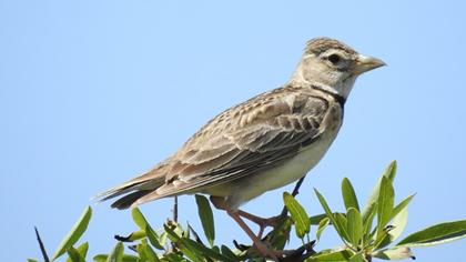 Calandra Lark
