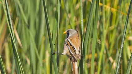 Bearded Reedling