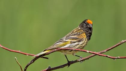Red-fronted Serin