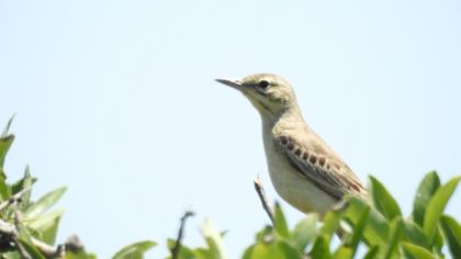 Tawny Pipit